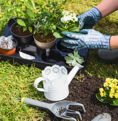 Hands in gardening gloves potting plants beside a watering can